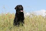 LABRADOR 408